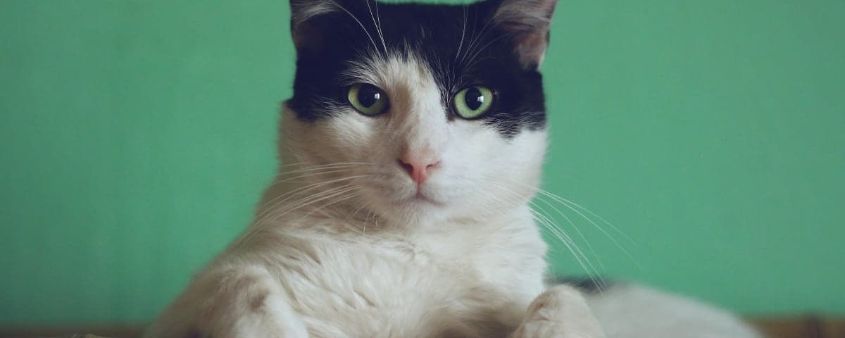 Banner image Banner image